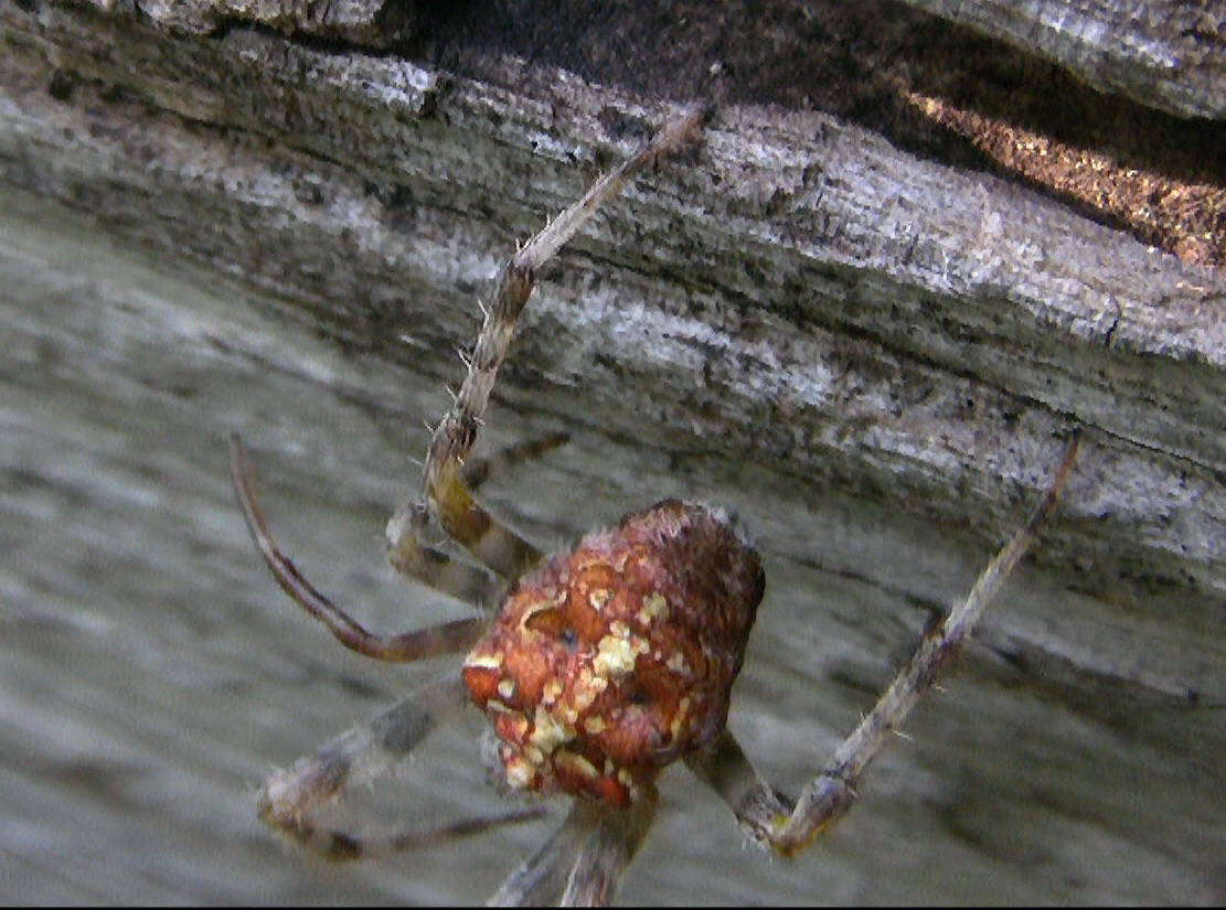 Femmina di Araneus diadematus  - Monte S. Angelo (FG)